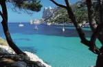 canlanque de Cassis