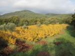 Les vignes du Mas des Oliviers