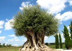 l'olivier